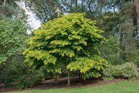 Attēlu rezultāti vaicājumam “Cladrastis kentukea”