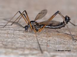 Attēlu rezultāti vaicājumam “Tetanops myopina”