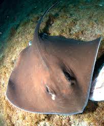 Image result for Bathytoshia centroura