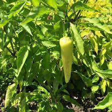 Afbeeldingsresultaat voor hungarian sweet apple sweet pepper