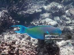 Image result for Chlorurus gibbus