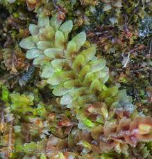 Attēlu rezultāti vaicājumam “Diplophyllum albicans”