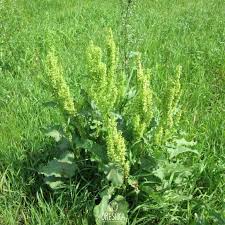 Attēlu rezultāti vaicājumam “Rumex confertus fruit”