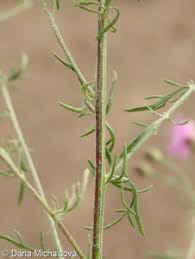 Attēlu rezultāti vaicājumam “Centaurea stoebe leaf”