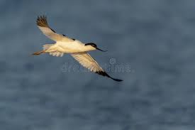 Attēlu rezultāti vaicājumam “Recurvirostra avosetta”