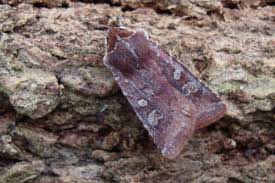 Attēlu rezultāti vaicājumam “Cerastis leucographa”