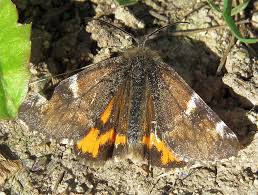 Attēlu rezultāti vaicājumam “Archiearis parthenias”