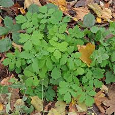 Attēlu rezultāti vaicājumam “Chelidonium majus leaf”