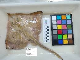 Image result for Rostroraja alba