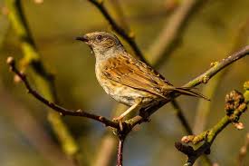 Attēlu rezultāti vaicājumam “Prunella modularis”