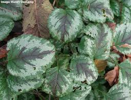 Attēlu rezultāti vaicājumam “Lamiastrum galeobdolon bud”