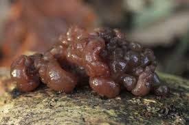 Attēlu rezultāti vaicājumam “Ascotremella faginea”