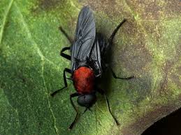 Attēlu rezultāti vaicājumam “Clitellaria ephippium”