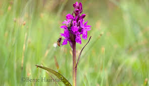 Attēlu rezultāti vaicājumam “Dactylorhiza cruenta flower”