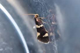 Attēlu rezultāti vaicājumam “Incurvaria praelatella”