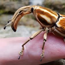 Attēlu rezultāti vaicājumam “Byturus ochraceus”