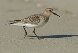 Image result for Calidris bairdii