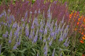 Attēlu rezultāti vaicājumam “Veronica spicata leaf”