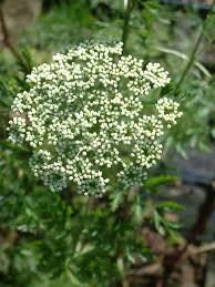 Attēlu rezultāti vaicājumam “Cenolophium denudatum leaf”