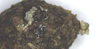 Attēlu rezultāti vaicājumam “Fuligo gyrosa spores”