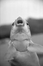 Image result for Ictiobus bubalus