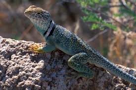 Attēlu rezultāti vaicājumam “Collaria sp.”