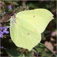 Attēlu rezultāti vaicājumam “Gonepteryx rhamni male”