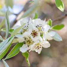 Attēlu rezultāti vaicājumam “Pyrus communis flower”