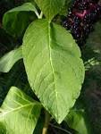 Attēlu rezultāti vaicājumam “Phytolacca acinosa leaf”