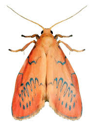 Attēlu rezultāti vaicājumam “Miltochrista miniata”