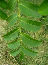 Attēlu rezultāti vaicājumam “Pterocarya fraxinifolia leaf”