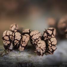 Attēlu rezultāti vaicājumam “Physarum auriscalpium sessile”