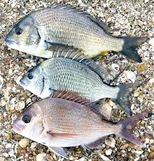 Image result for Pagrus