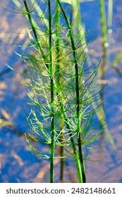 Attēlu rezultāti vaicājumam “Equisetum fluviatile”