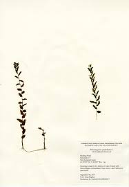 Attēlu rezultāti vaicājumam “Potamogeton perfoliatus”