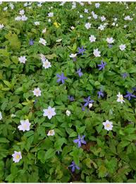 Attēlu rezultāti vaicājumam “Silene x arkwrightii Vesuvius”