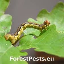 Attēlu rezultāti vaicājumam “Erannis defoliaria imago”