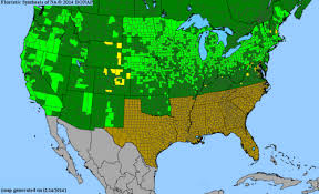 Attēlu rezultāti vaicājumam “Sparganium minimum fruit”