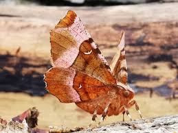 Attēlu rezultāti vaicājumam “Selenia tetralunaria”