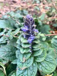 Attēlu rezultāti vaicājumam “Ajuga genevensis”