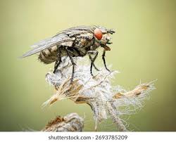 Attēlu rezultāti vaicājumam “Sarcophagidae”