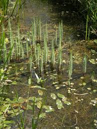 Attēlu rezultāti vaicājumam “Potamogeton trichoides”