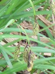 Attēlu rezultāti vaicājumam “Carex pilosa leaf”