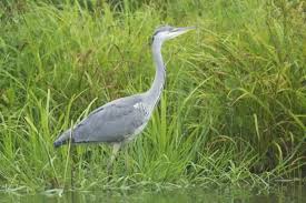 Attēlu rezultāti vaicājumam “Ardea cinerea”