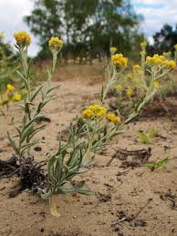 Attēlu rezultāti vaicājumam “Helichrysum arenarium”