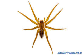 Attēlu rezultāti vaicājumam “Pisauridae”