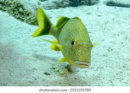 Image result for Haemulon carbonarium