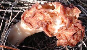 Attēlu rezultāti vaicājumam “Verpa bohemica”