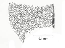Attēlu rezultāti vaicājumam “Pseudoleskeella nervosa”
