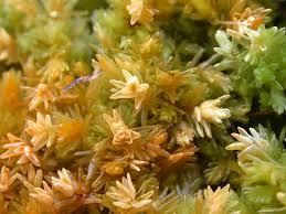 Attēlu rezultāti vaicājumam “Sphagnum balticum”